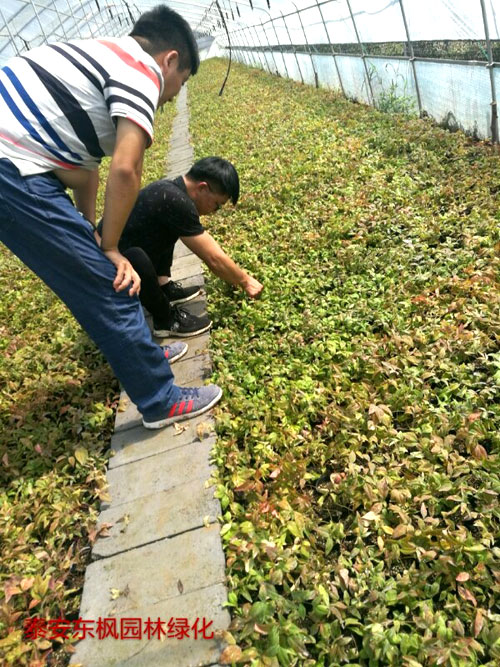 夏日來臨，當你吹空調(diào)喊熱的時候，讓我?guī)阋黄鹱哌M東楓園林體驗一下東楓人高溫下工作不一樣的夏日風采