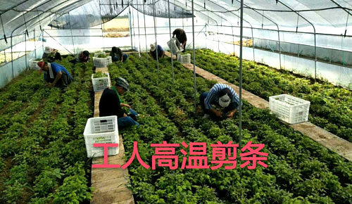 夏日來臨，當你吹空調(diào)喊熱的時候，讓我?guī)阋黄鹱哌M東楓園林體驗一下東楓人高溫下工作不一樣的夏日風采