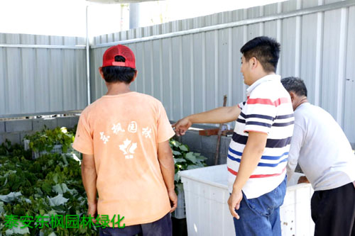 夏日來臨，當你吹空調(diào)喊熱的時候，讓我?guī)阋黄鹱哌M東楓園林體驗一下東楓人高溫下工作不一樣的夏日風采