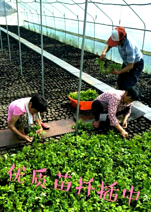 夏日來臨，當你吹空調(diào)喊熱的時候，讓我?guī)阋黄鹱哌M東楓園林體驗一下東楓人高溫下工作不一樣的夏日風采
