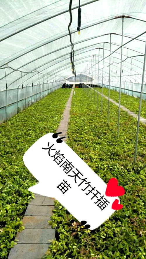 夏日來臨，當你吹空調(diào)喊熱的時候，讓我?guī)阋黄鹱哌M東楓園林體驗一下東楓人高溫下工作不一樣的夏日風采