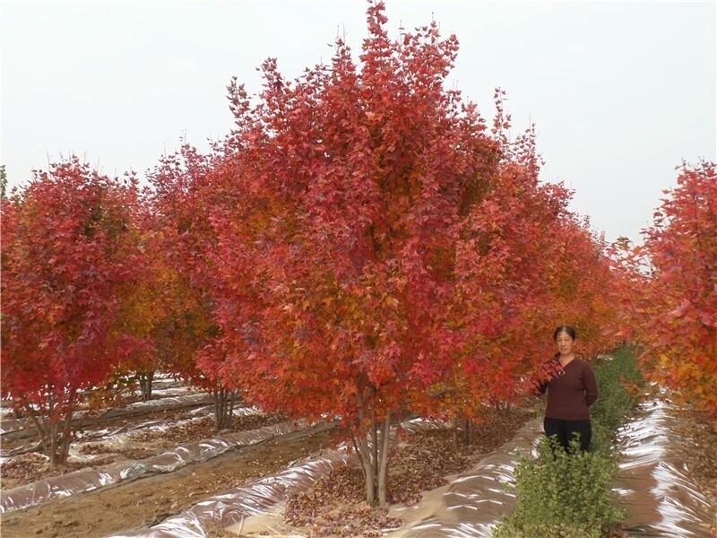 彩色苗木之王—美國紅楓，還能紅多久？