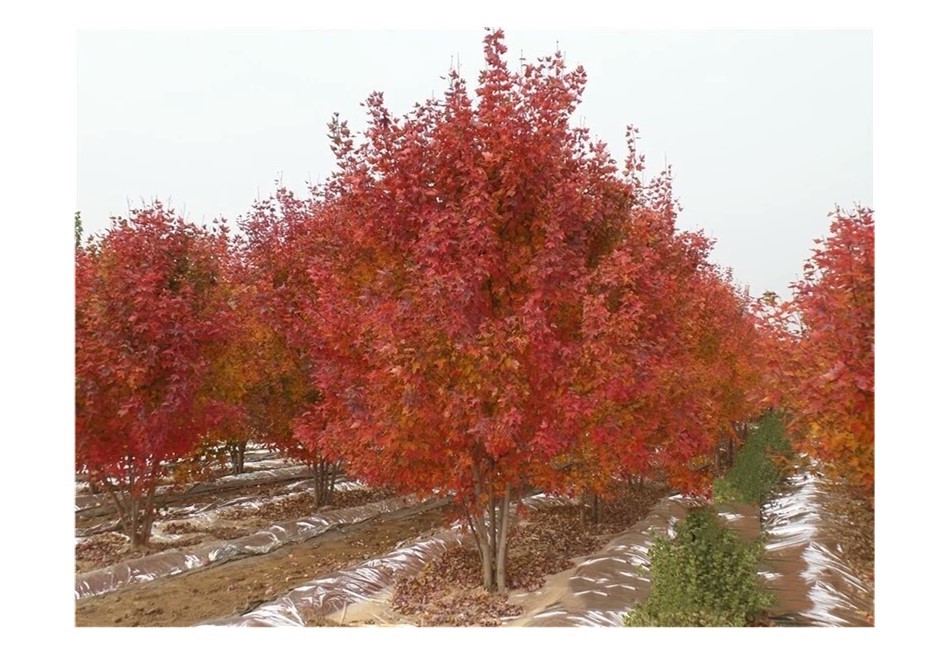 彩色苗木之王—美國紅楓，還能紅多久？