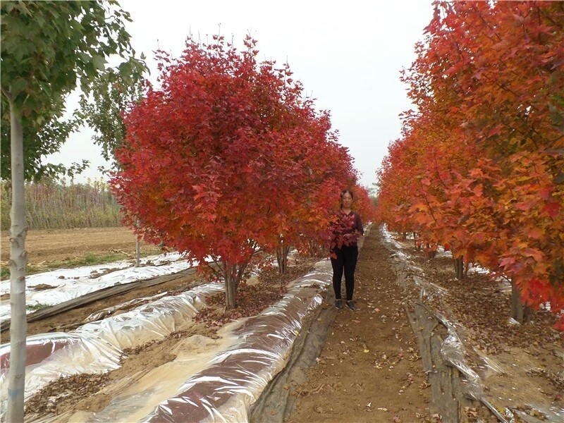 彩色苗木之王—美國紅楓，還能紅多久？