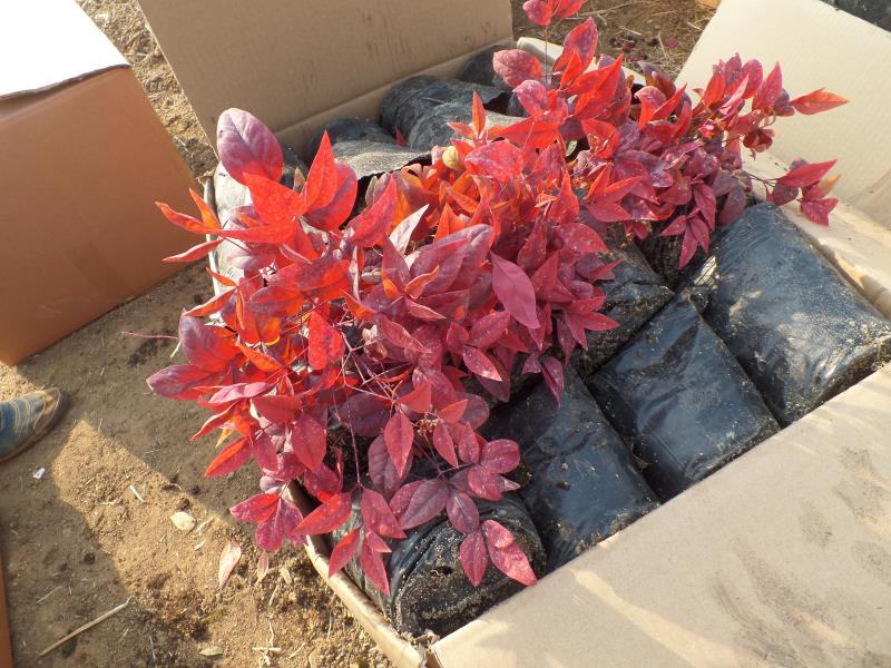 火焰南天竹入市以來熱度不減，未來幾年市場好！