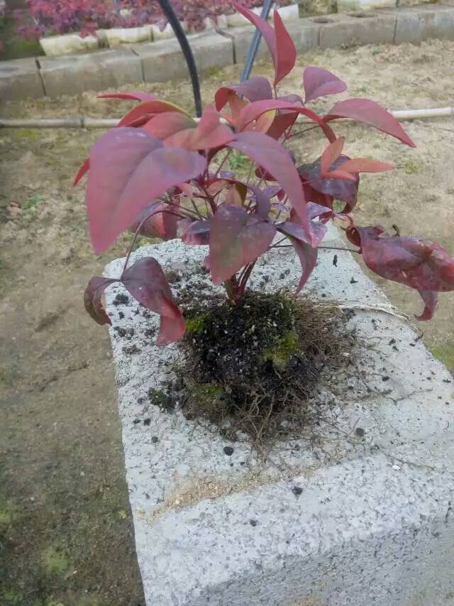 火焰南天竹入市以來熱度不減，未來幾年市場好！