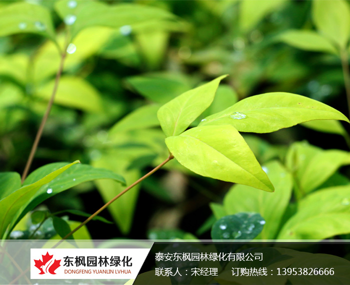 火焰南天竹栽種、澆水、施肥等及擺放環(huán)境