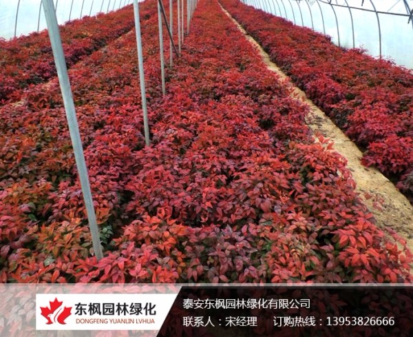 火焰南天竹栽種、澆水、施肥等及擺放環(huán)境