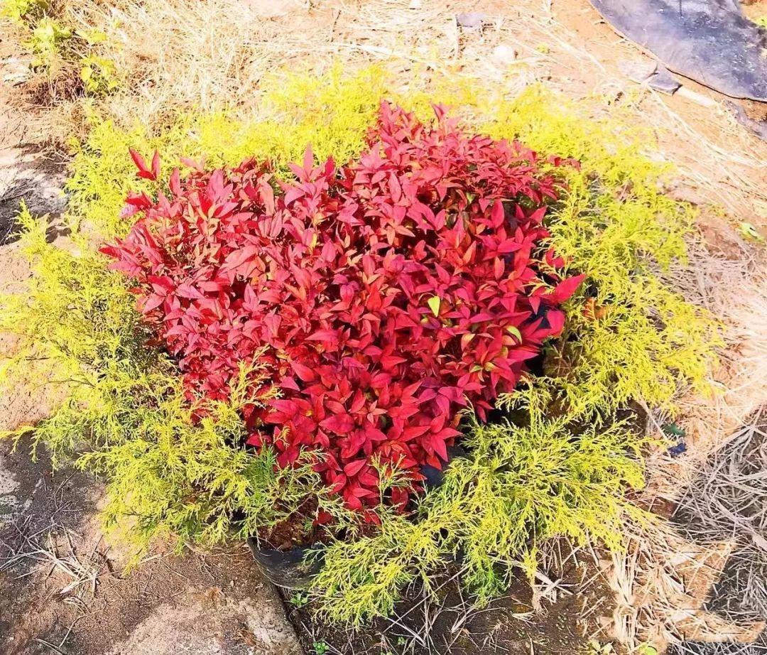 凌霜傲雪，夏透碧翠；近凝眸，紅光瀲艷，精神抖擻------火焰南天竹