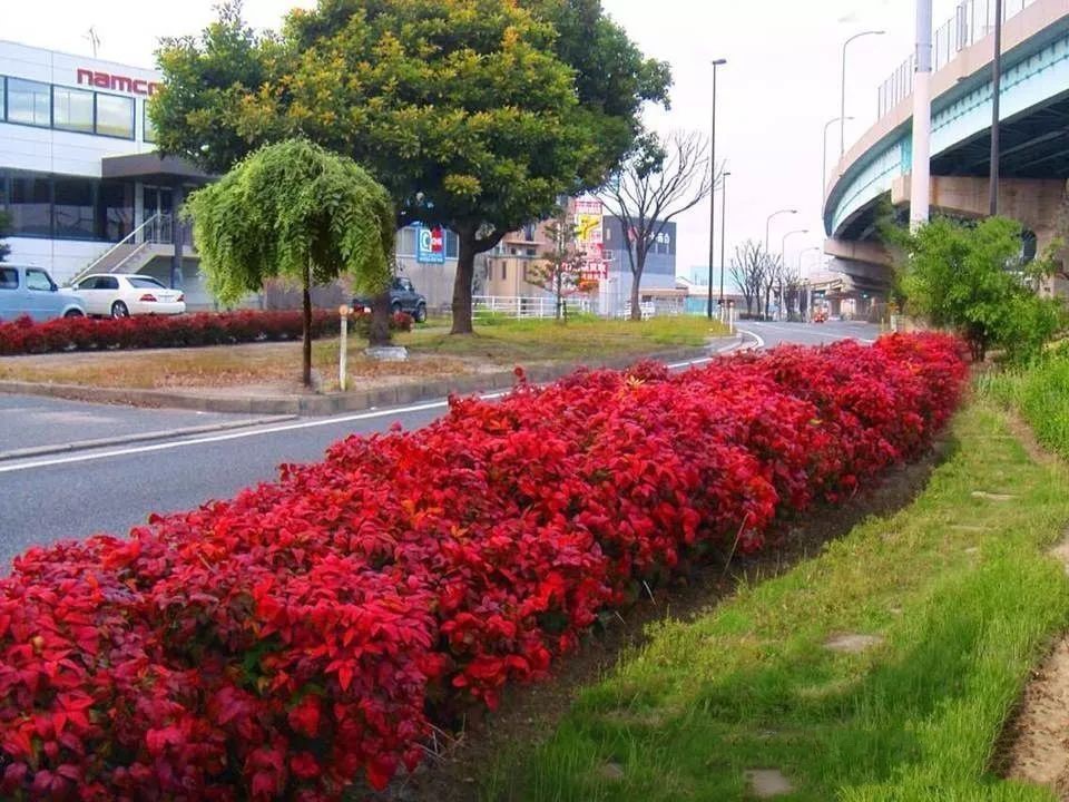 凌霜傲雪，夏透碧翠；近凝眸，紅光瀲艷，精神抖擻------火焰南天竹