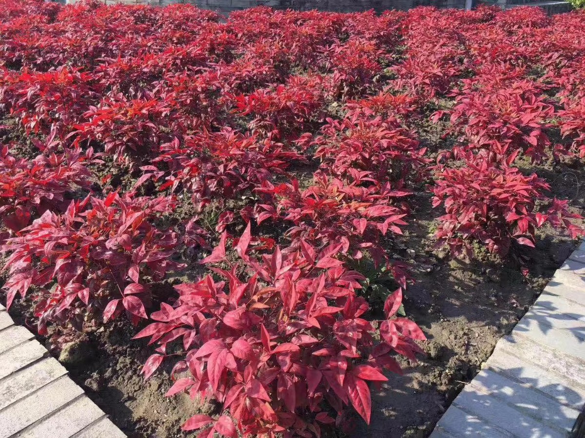 凌霜傲雪，夏透碧翠；近凝眸，紅光瀲艷，精神抖擻------火焰南天竹