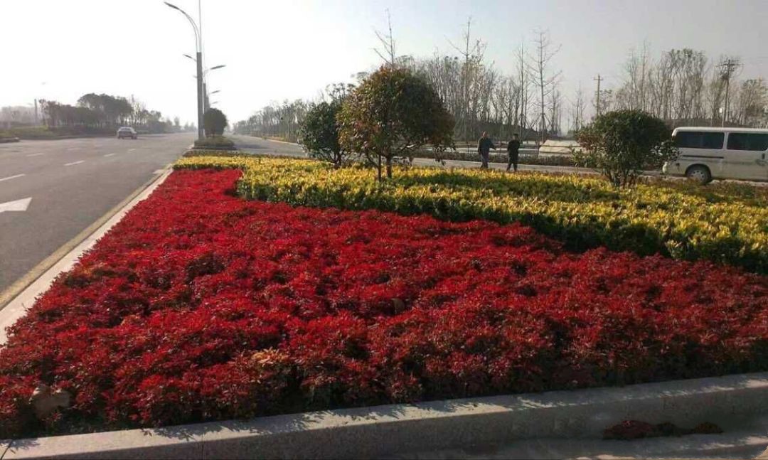 凌霜傲雪，夏透碧翠；近凝眸，紅光瀲艷，精神抖擻------火焰南天竹