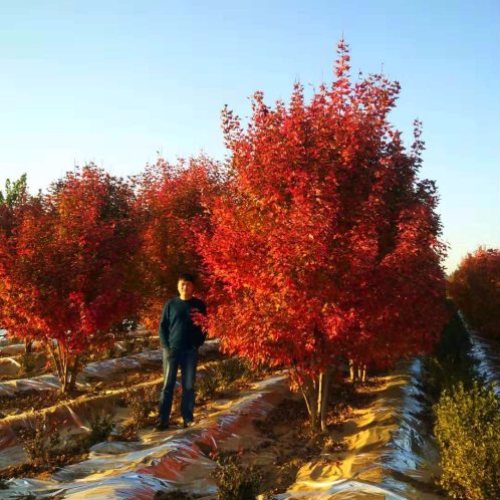 叢生多桿苗木市場(chǎng)需求火爆，叢生紅點(diǎn)紅楓正在逐漸走俏……