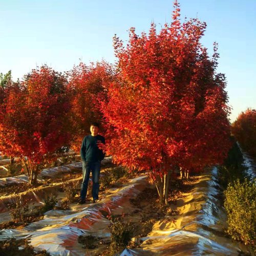 叢生多桿苗木市場(chǎng)需求火爆，叢生紅點(diǎn)紅楓正在逐漸走俏……
