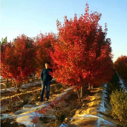 叢生多桿苗木市場(chǎng)需求火爆，叢生紅點(diǎn)紅楓正在逐漸走俏……