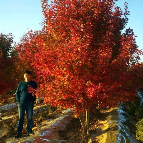 叢生多桿苗木市場(chǎng)需求火爆，叢生紅點(diǎn)紅楓正在逐漸走俏……