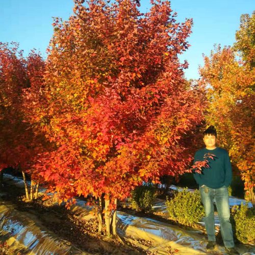 叢生多桿苗木市場(chǎng)需求火爆，叢生紅點(diǎn)紅楓正在逐漸走俏……
