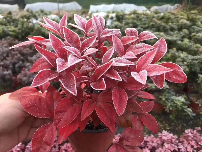 選對(duì)種苗，做好產(chǎn)品，才能未來(lái)可期！火焰南天竹、叢生紅點(diǎn)紅楓、紫薇花瓶