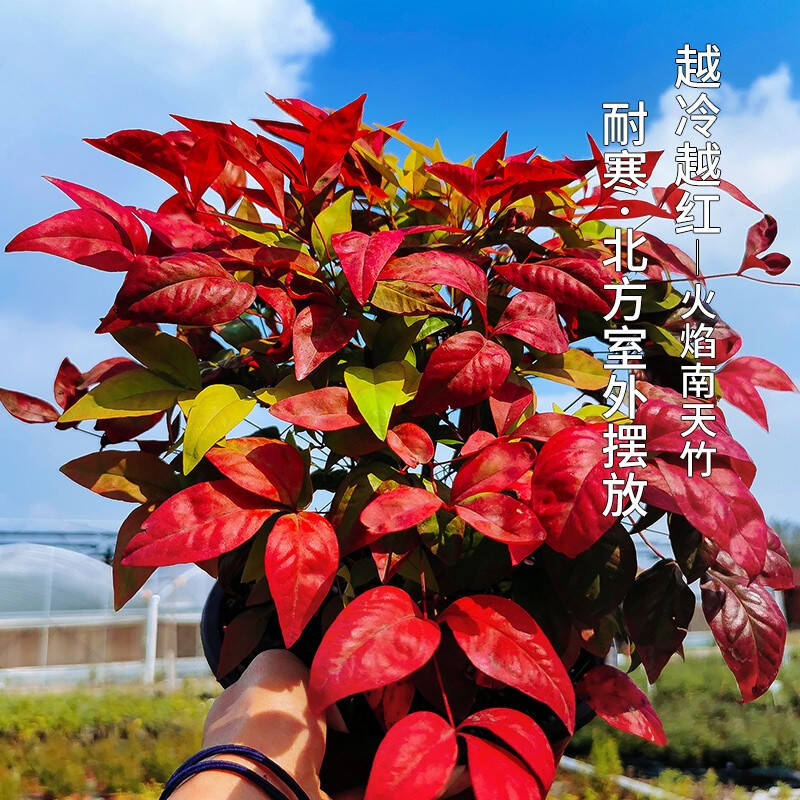 火焰南天竹——在冰冷的冬天，送你暖的色彩！