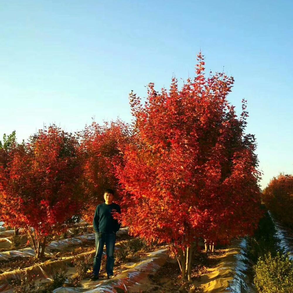 美國紅楓，在砥礪前行中預(yù)見未來